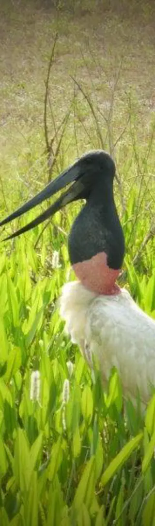 Le jabiru d’Amérique